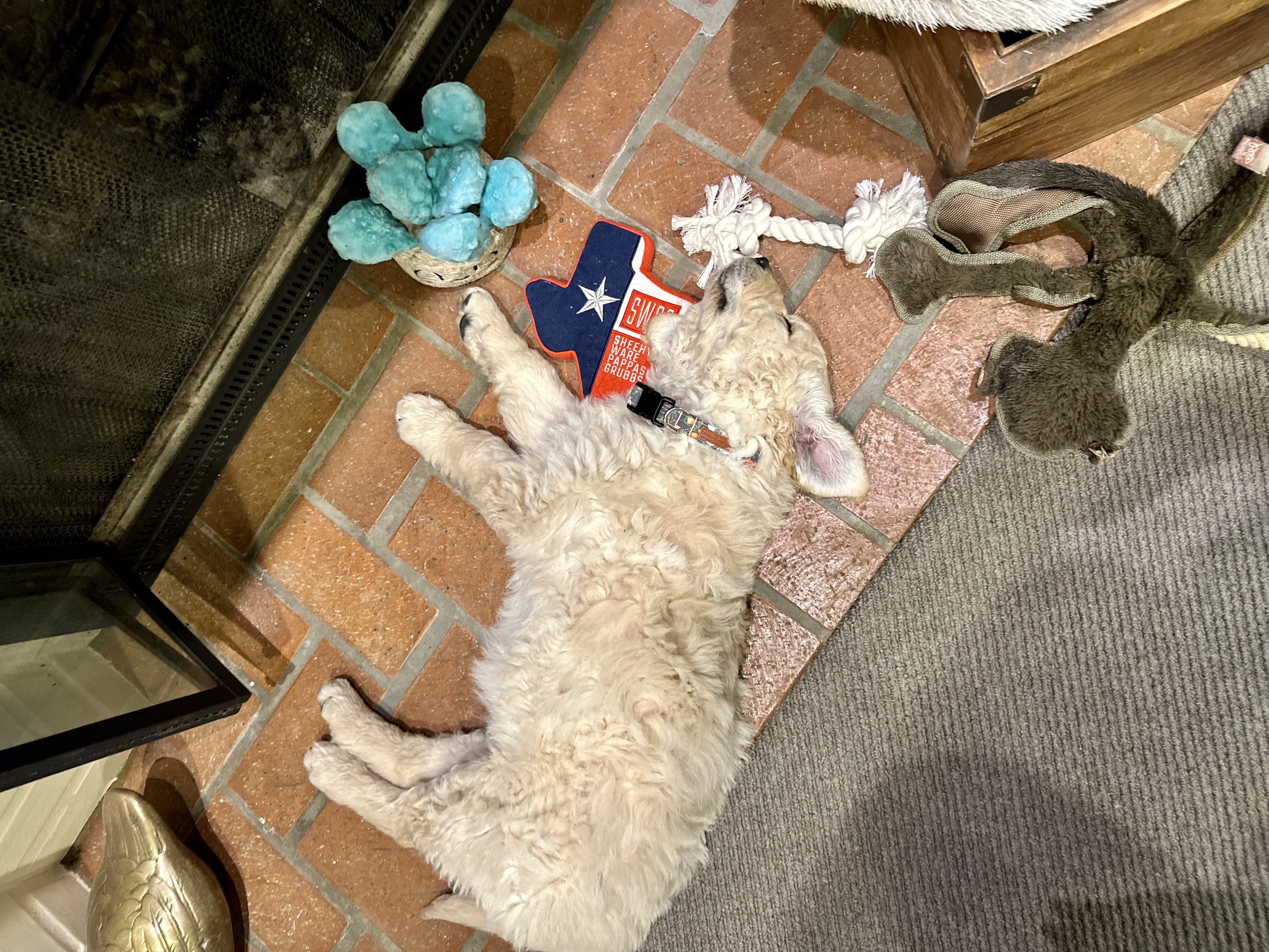 Spotted: Another Happy SWPG Pup!